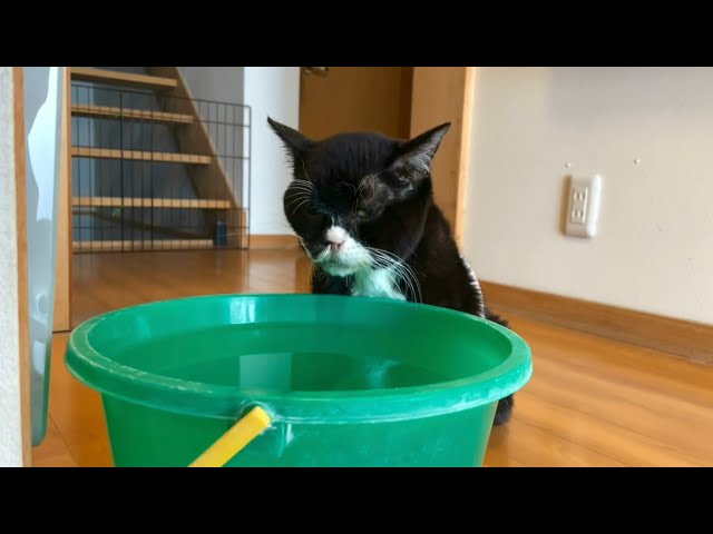 ひたすらバケツの水を飲み続ける猫