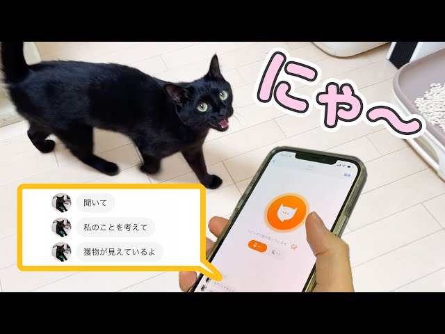 【衝撃の事実判明】猫語翻訳アプリで普段からしゃべる猫の、本当の声を聞いた結果…