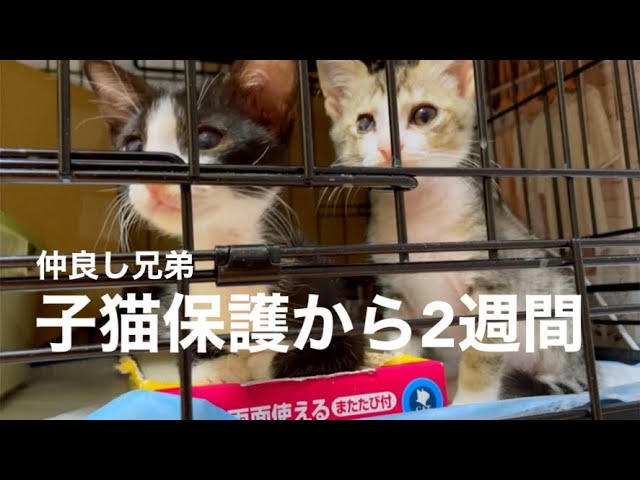 [沖縄保護猫]兄弟子猫保護2週間。元気に大暴れ。可愛い子猫の戯れ。