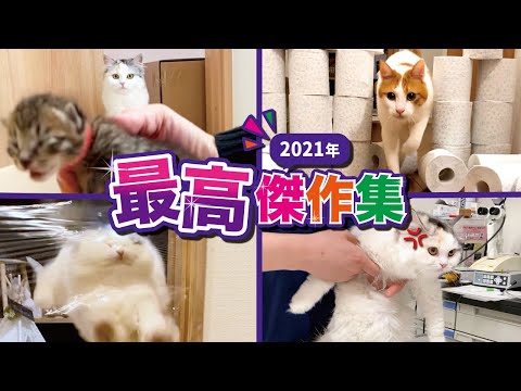 【神動画】今年最高に面白かった猫動画BEST10を大公開！【2021】【おしゃべりする猫】