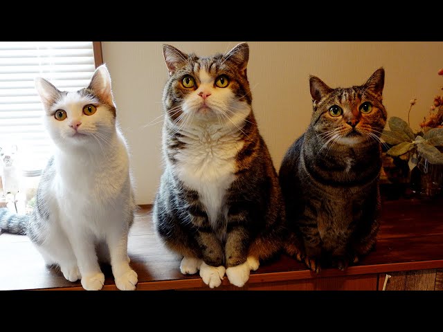 並んだねこ。-3 cats in line.-