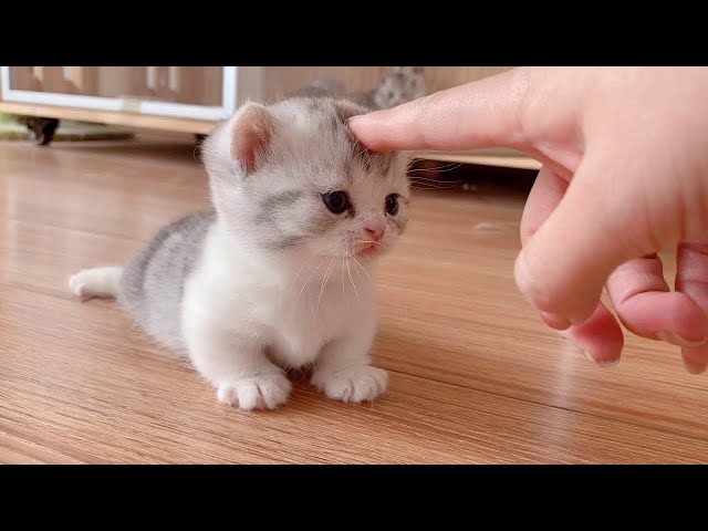 「絶対笑う」最高におもしろ 猫のハプニング, 失敗動画集・かわいい猫 #1