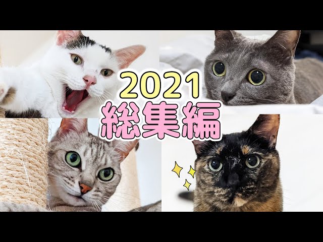 2021年！猫4匹の鳴き声総集編！