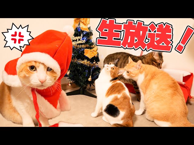 【🔴Live!】猫たちと聖夜に色々やる生放送！！