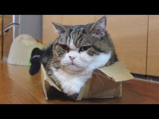 大事な箱に大きな猫が入っていて気が気じゃないねこ。-Miri is worried about the box Maru is in.-