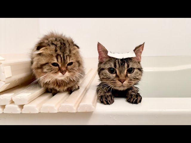 先住猫の入浴中に邪魔しにきてしまった新入り子猫w