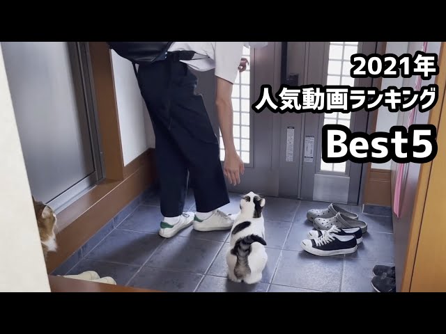 2021年版ひのき猫 人気動画ランキング ベスト5