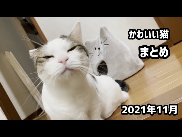 かわいい猫 まとめ （2021年11月）