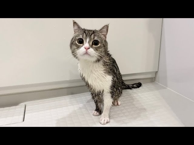 トイレに落ちちゃった猫をお風呂に入れたらこうなりました…