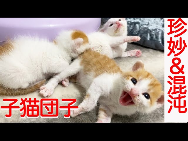 保護子猫3兄弟、禁断の猫団子を解禁する Three resucued kittens cuddling
