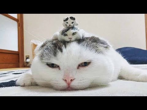 【面白い動画】最高におもしろ 猫のハプニング, 失敗動画集・かわいい猫 2022