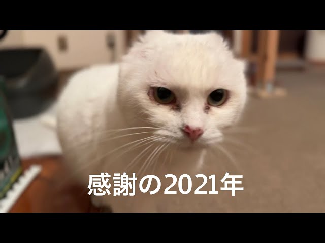 【111】元山の野生猫シロと過ごした１年『2021年総集編』