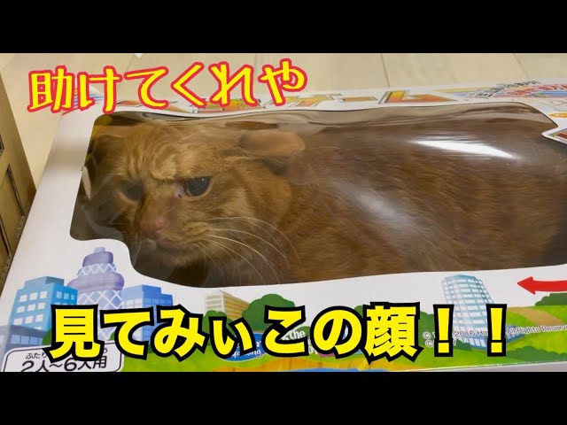 透明な箱に入って潰される猫がかわいすぎた！！