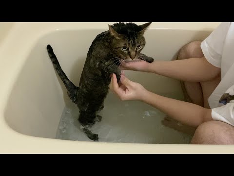 お風呂ではとても大人しい凶暴猫がこちら…