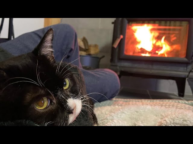 薪ストーブで暖をとる猫