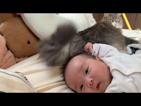 しっぽを使って上手に赤ちゃんをあやす猫　ノルウェージャンフォレストキャット　A cat that comforts a baby well
