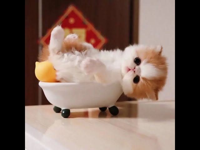 「絶対笑う」最高におもしろ 猫のハプニング, 失敗動画集・かわいい猫 #3