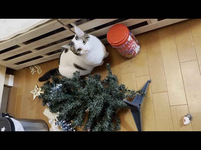 クリスマスツリーを襲撃する意外な猫