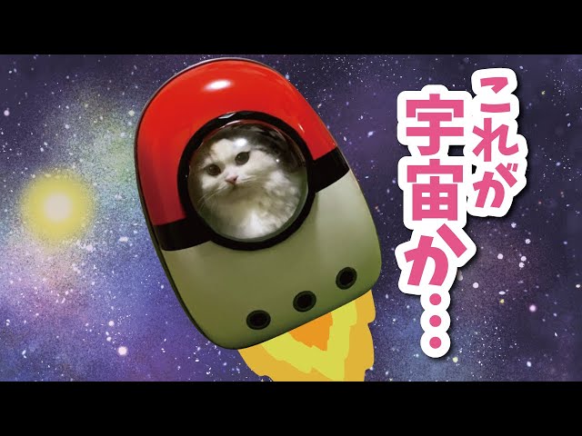 前澤さんに憧れて宇宙旅行に旅立つ猫【おしゃべりする猫】