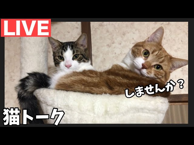 【ライブ配信】猫の病気についてトーク配信