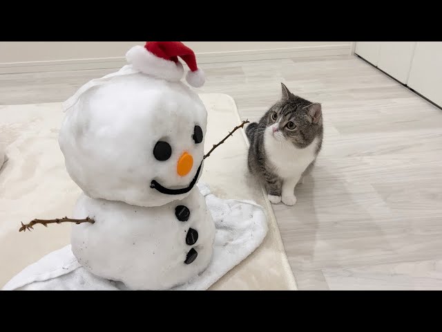 部屋に雪だるまがいたときの猫の反応がかわいすぎましたw