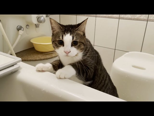 風呂に入っているお父さんが心配で様子を伺いに来る猫