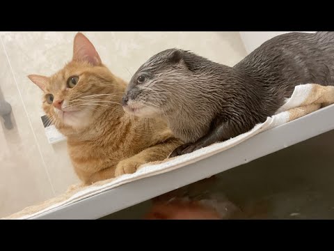 猫と一緒に風呂でくつろぐカワウソ otter relaxing in the bath with a cat
