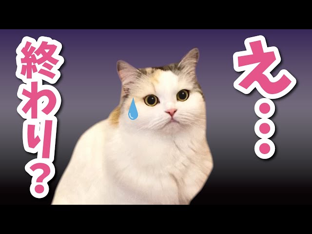 【悲報】飼い主の飽きっぽさに絶望する猫【おしゃべりする猫】