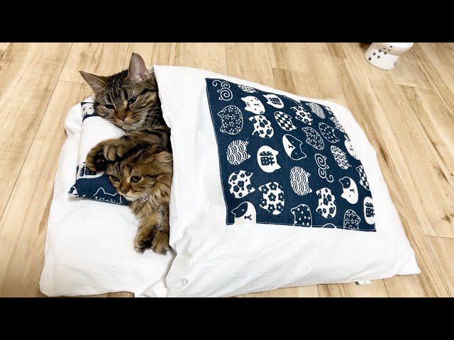 猫たちが布団で添い寝をしてたらラブラブすぎてこうなりましたw