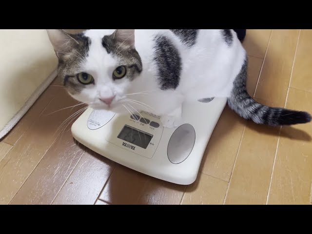太っている猫と噂される豆大福の体重を測ってみました