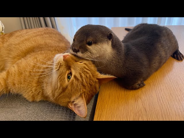 カワウソが猫と昼寝しにちょっかいだしに行ったら、猫にぎゅーっとされて返り討ちにあった Otter hugged by cat when he slept with it