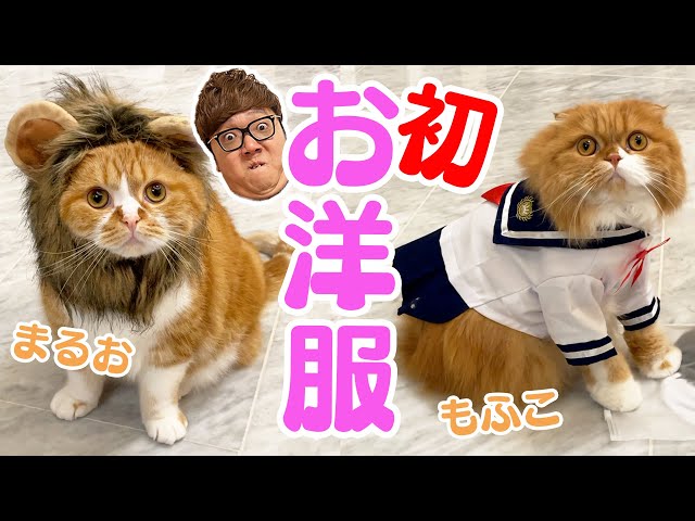 【コスプレ猫】まるお&もふこ、初めてのお洋服【ねこ】【ヒカキンTV】