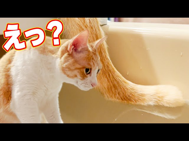 猫の尻尾がお風呂に浮かんでいました。