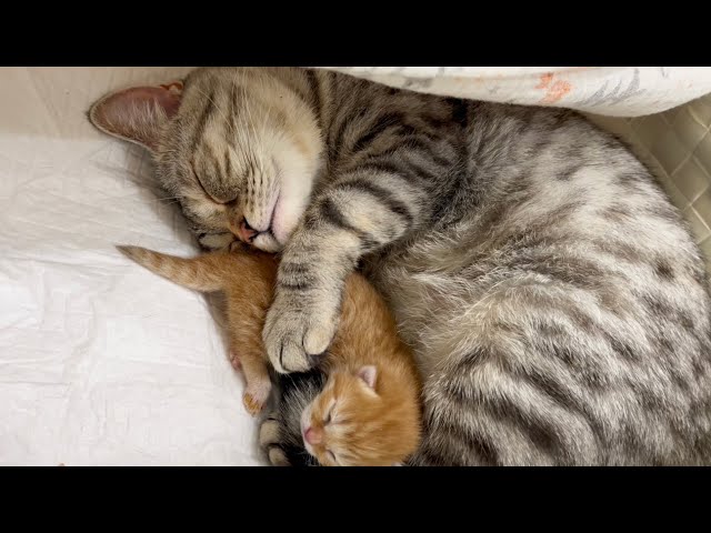 赤ちゃん子猫にたっぷり愛情を注ぐママ猫。Tiny Baby kitten💕【生後1日目】