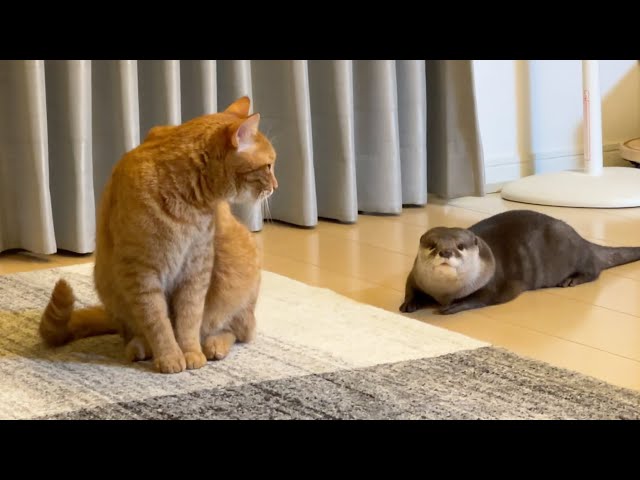 ヒソヒソ話するカワウソと猫 Otter and cat whispering