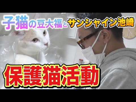 【保護猫活動】サンシャイン池崎！子猫の豆大福を預かりボランティア！