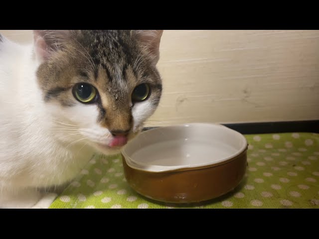 水を飲むのが下手っぴ猫/A cat that is not good at drinking water .