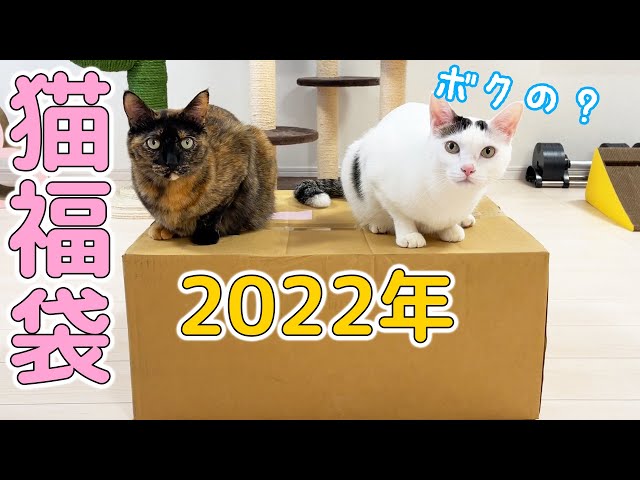 2022年！猫用福袋を猫たちと開封します！