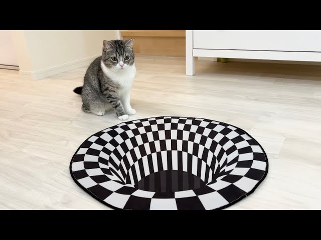 床にトリックアートを置いたら猫の反応がマジで天才すぎました…