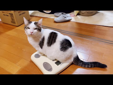 体重測定から1ヶ月、ダイエットを頑張った猫の体重は？