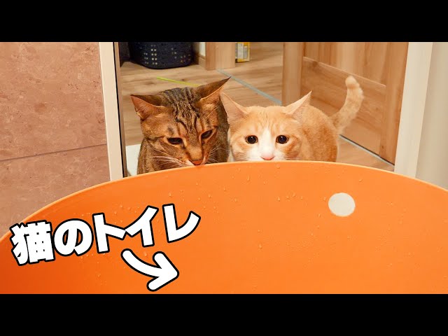 自分達のトイレが洗われるのを困った顔で見守る猫たち