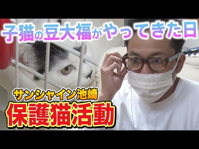 【保護猫活動】サンシャイン池崎！子猫の豆大福がやってきた日