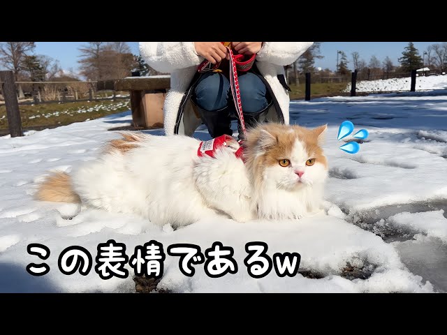 はじめて雪の上を歩いた猫が冷たさにパニックした結果w