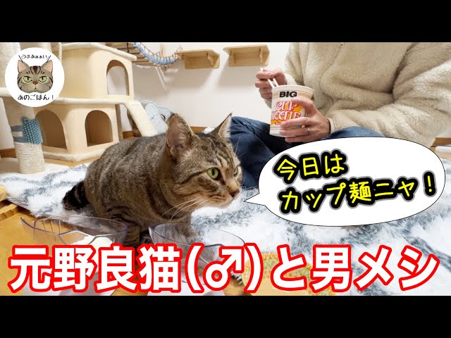 野良歴8年の猫が初めてカップ麺に遭遇！？反応が可愛すぎた