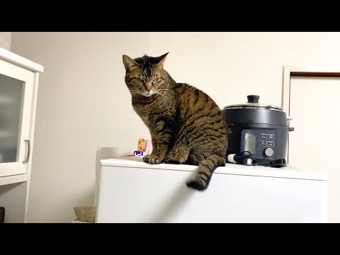 冷蔵庫に登る行儀が悪い凶暴猫を怯まずに叱った結果…