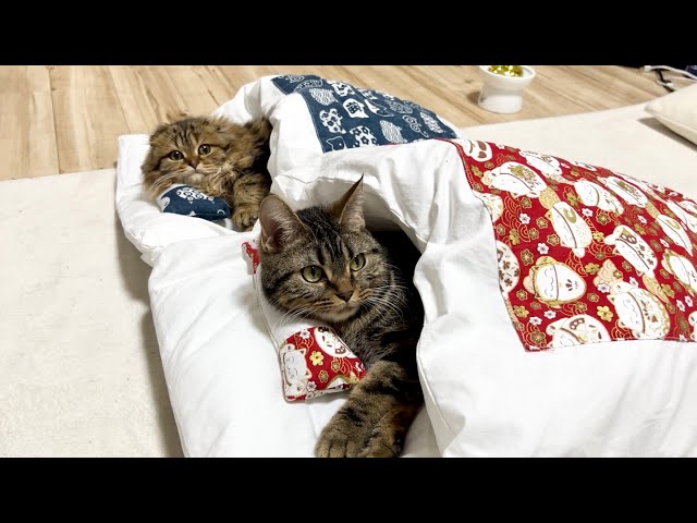 甘え疲れてお布団で仲良くお昼寝する先住猫と子猫