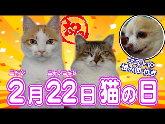 ２月２２日はニャンニャンニャン！〜猫の日を坂上家ニャンコ軍団と祝おう！〜