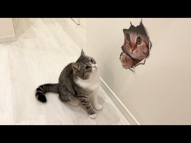 深夜にこっそりトリックアートを貼っておいたら猫がこうなりました…w