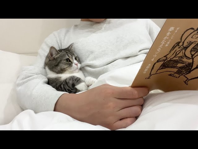 寝る前に読書してると隣に来る甘えんぼ猫がかわいすぎた…笑
