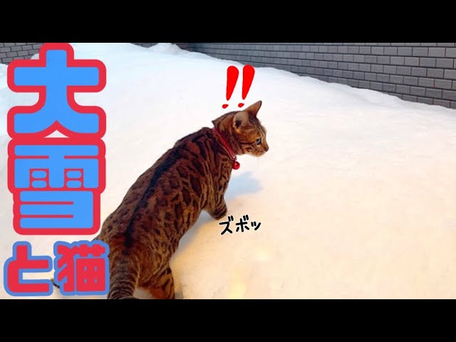 大雪vs猫！積雪40cmに足をズボズボするのが楽しいベル様